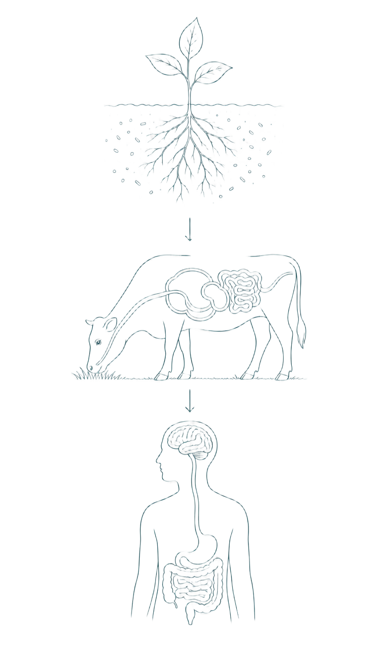 Diagrama do eixo intestino-cérebro humano, microbioma do solo e sistema digestivo bovino